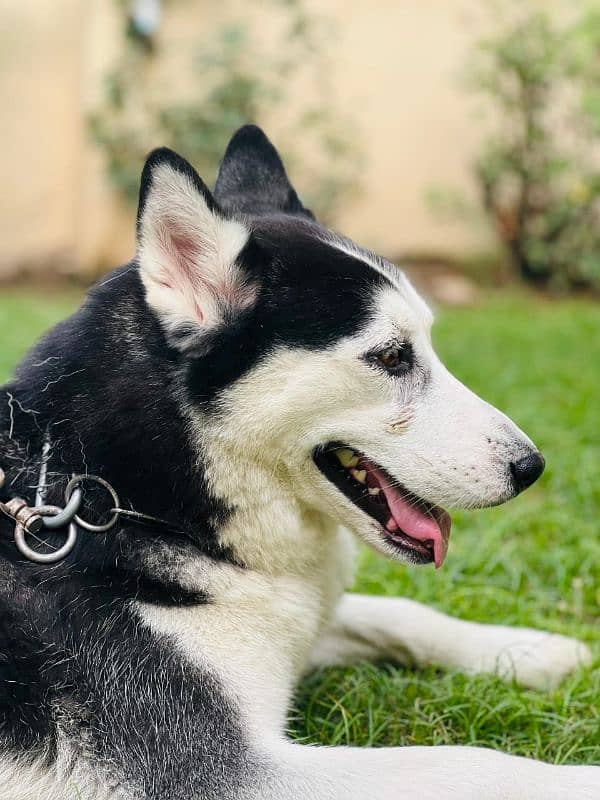 husky dog black white blue eyes young female 5