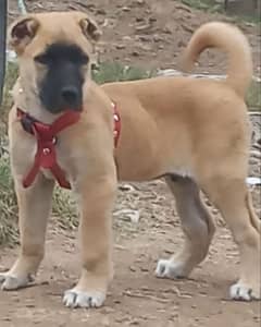 Kurdish Kangal security dog 3 month male for sale heavy bone