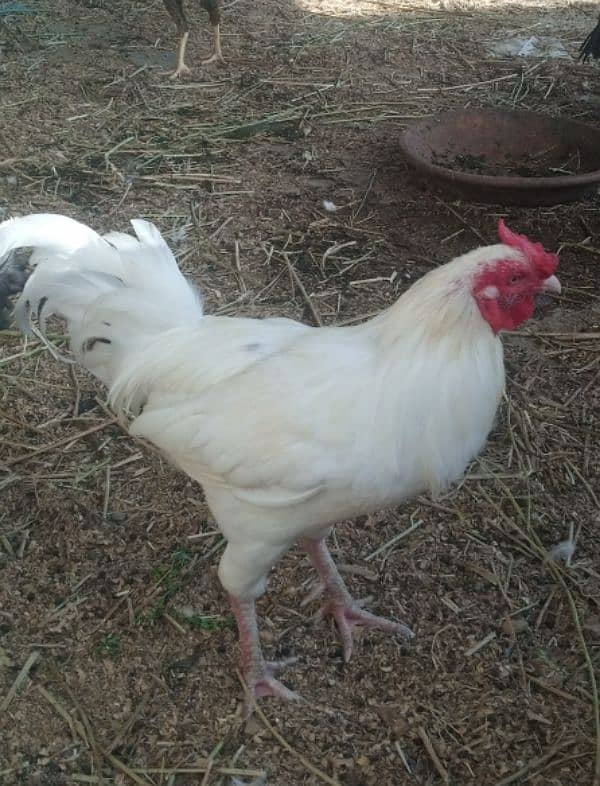 Aseel hen pair for sell 3