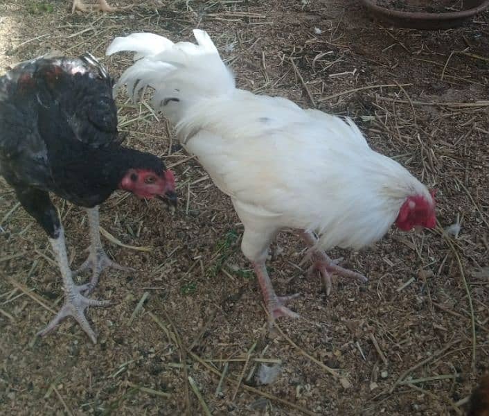 Aseel hen pair for sell 4