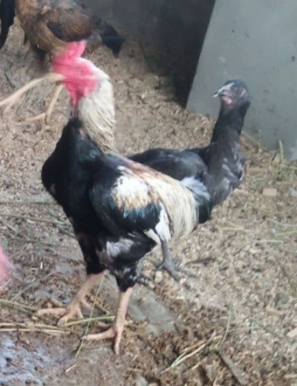 Aseel hen pair for sell 5