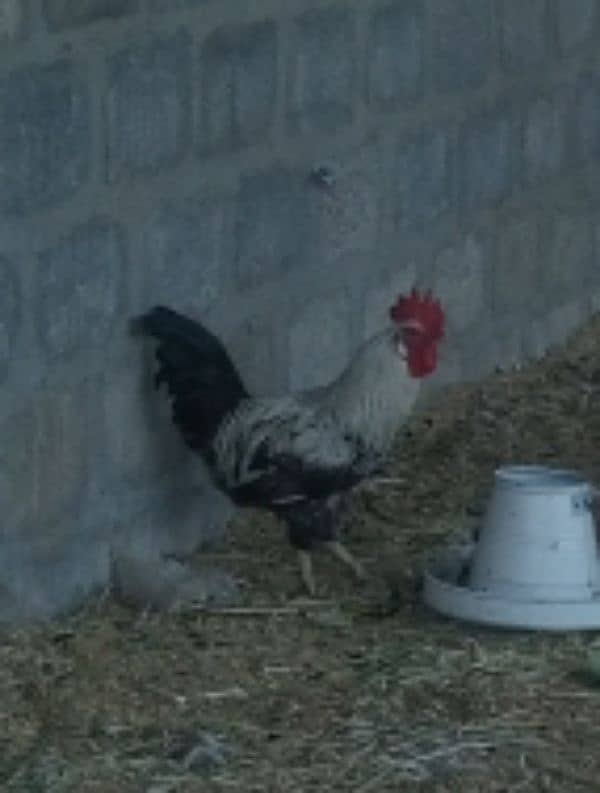 Aseel hen pair for sell 6