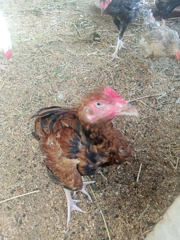 Aseel hen pair for sell 7