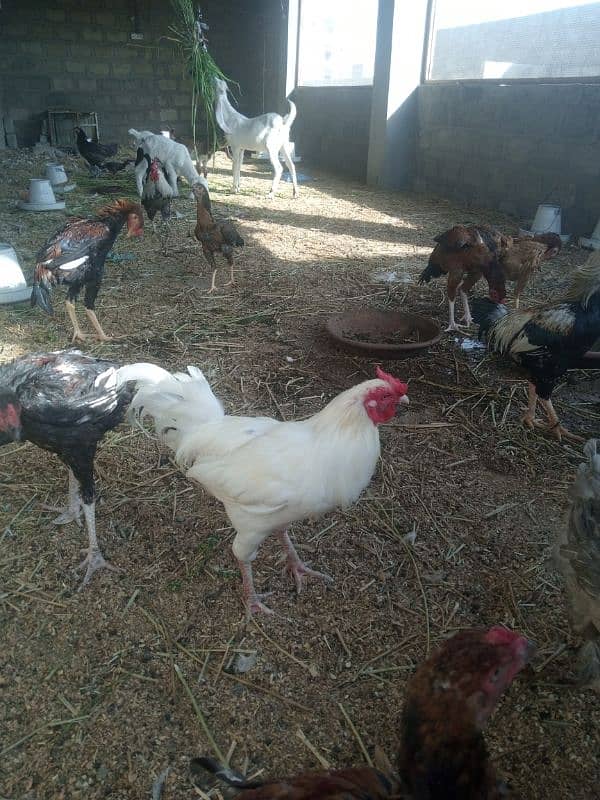 Aseel hen pair for sell 8