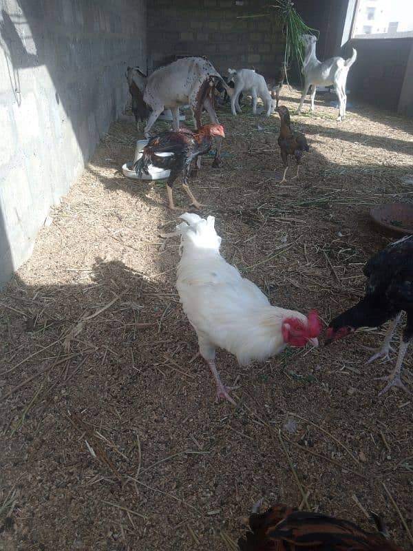 Aseel hen pair for sell 9