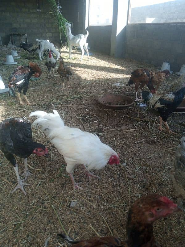 Aseel hen pair for sell 10