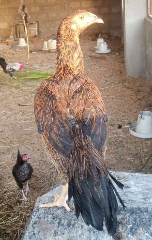 Aseel hen pair for sell 11