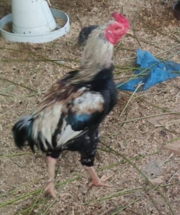 Aseel hen pair for sell 12