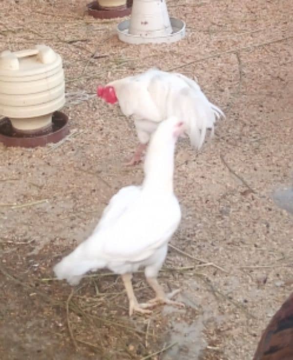 Aseel hen pair for sell 13