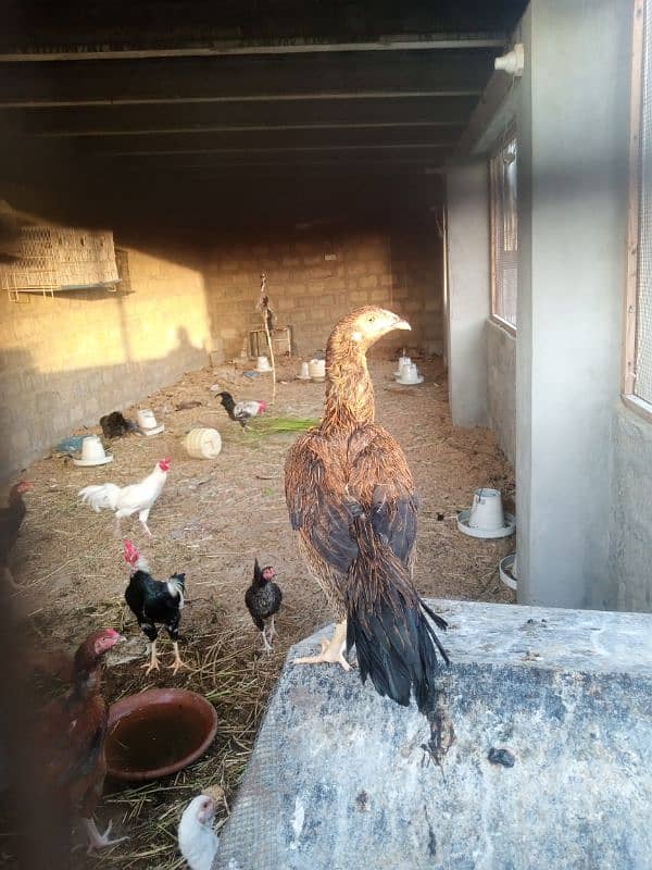 Aseel hen pair for sell 14