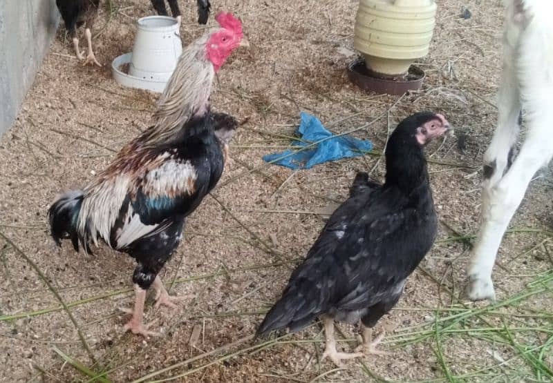 Aseel hen pair for sell 15