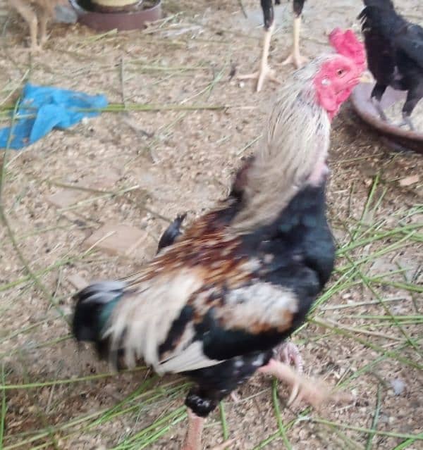 Aseel hen pair for sell 16