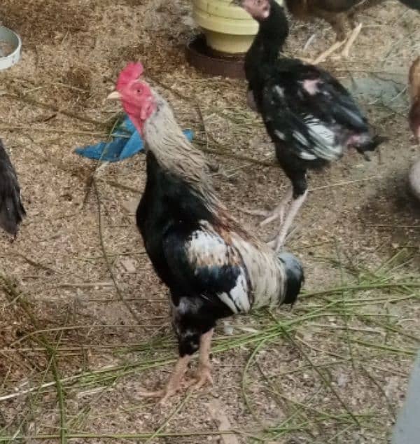 Aseel hen pair for sell 17