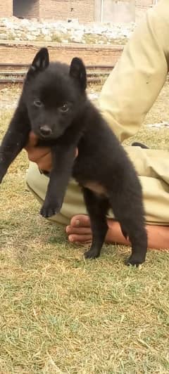 Black German shepherd  long coat female for sale