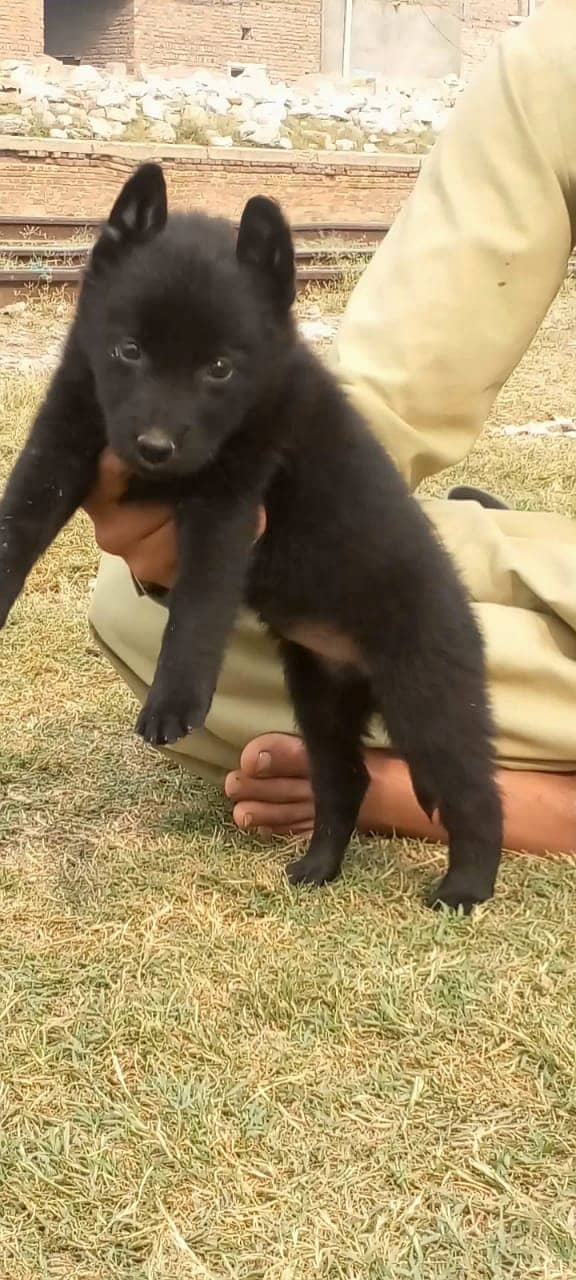 Black German shepherd  long coat female for sale 1