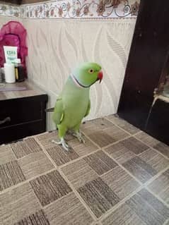 bht payara bolny wala green parrot