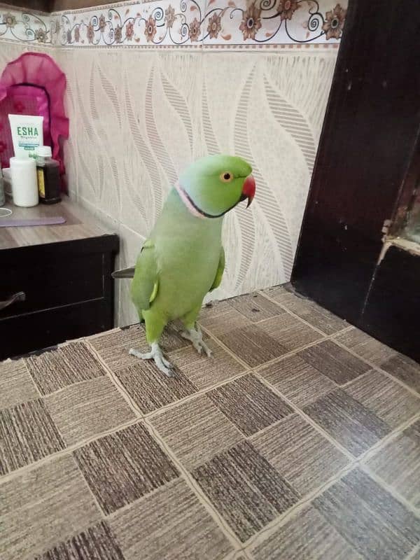 bht payara bolny wala green parrot 0