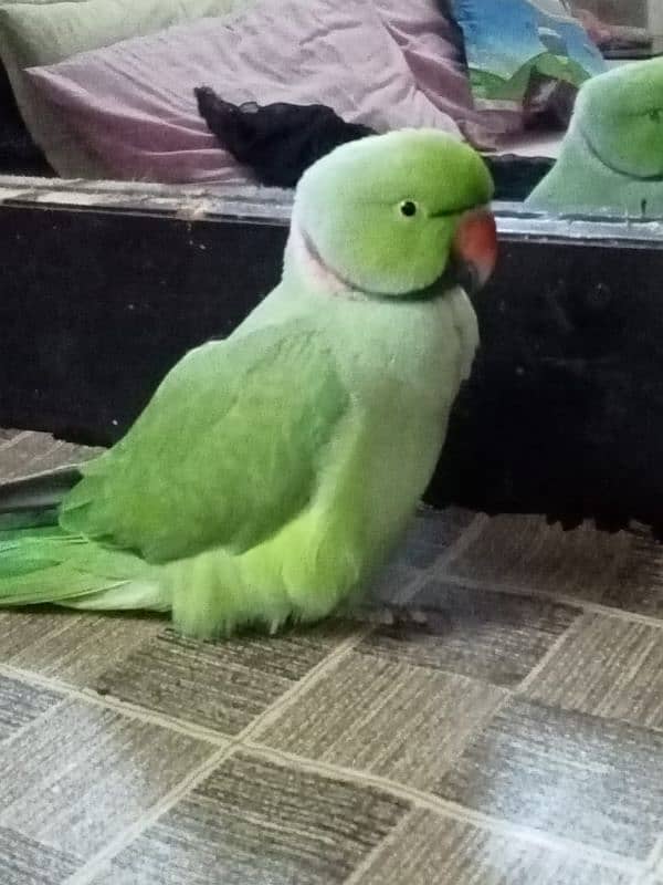 bht payara bolny wala green parrot 1