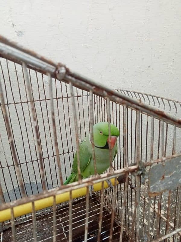 bht payara bolny wala green parrot 2