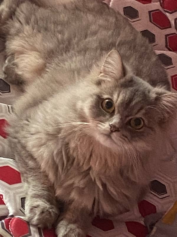 Triple coat female Persian vaccinated and neutered 0