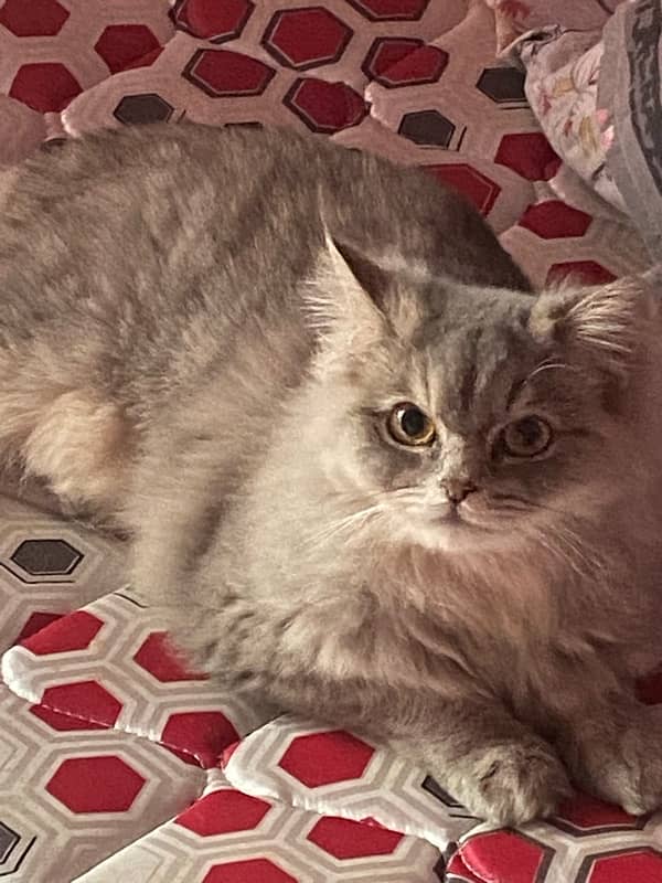 Triple coat female Persian vaccinated and neutered 2