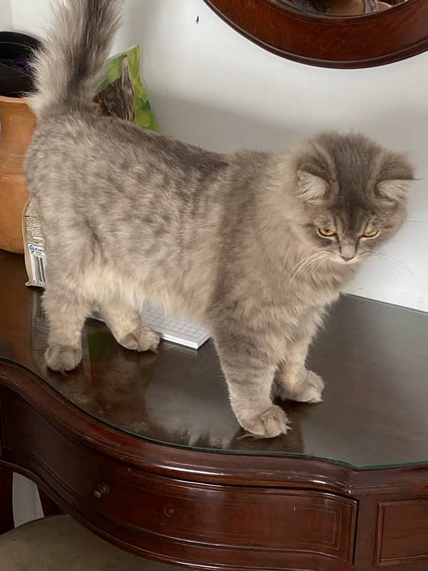 Triple coat female Persian vaccinated and neutered 6