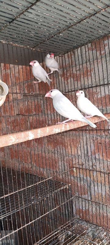 silver java breeder pairs avaliable number 03014762001 2