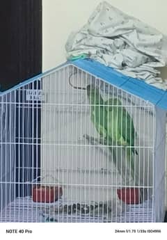 green parrot male n female pair