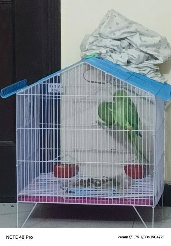 Green parrots male/ female pair available for sale 3