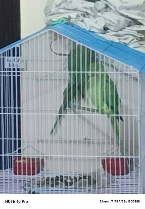 Green parrots male/ female pair available for sale 4