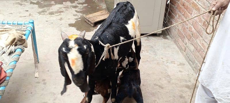 Bakri for sale 1