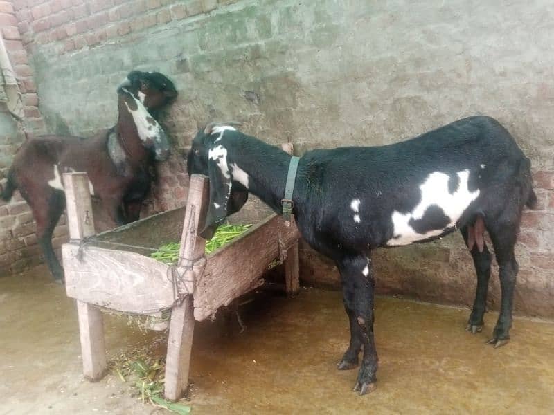 1 Goat betal and 1 goat desi Whatsapp only 03027192411 2