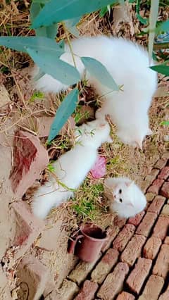 triple coated pure white Persian cat/ Ginger Persian kitten/