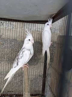 Cocktail Breeder Pair