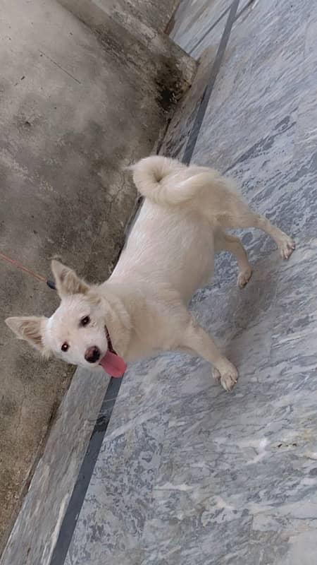 Russian dog full active and friendly for sale 1