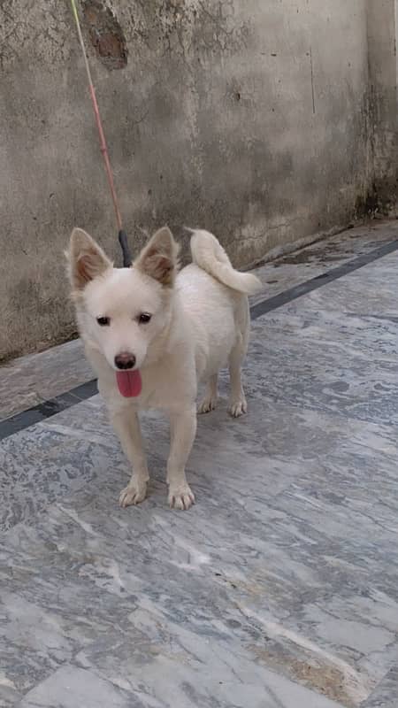 Russian dog full active and friendly for sale 3