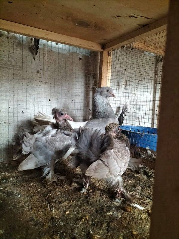 Pure Singhapurian Fantail Grey Pair With Chick 0