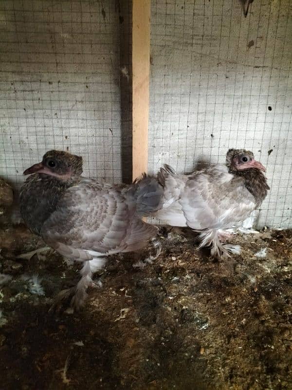 Pure Singhapurian Fantail Grey Pair With Chick 3