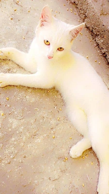 Turkish cat 2