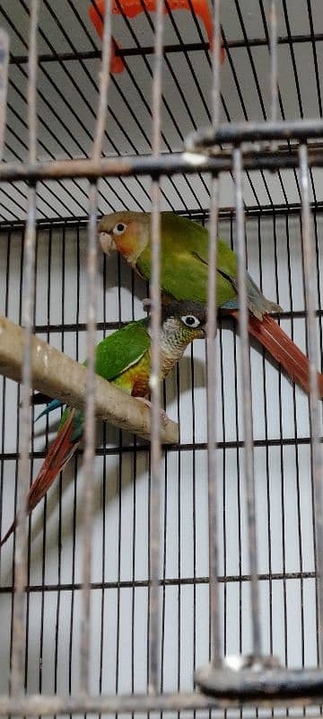 GREEN-CHEEKED  PINEAPPLE CONURE / BREEDER PAIR 0