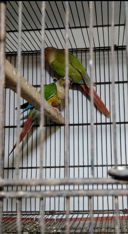 GREEN-CHEEKED  PINEAPPLE CONURE / BREEDER PAIR 1