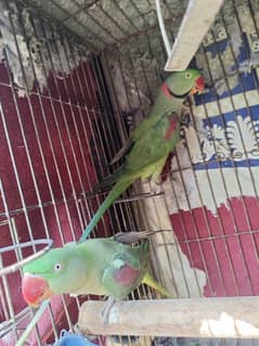 raw breeding pair with cage