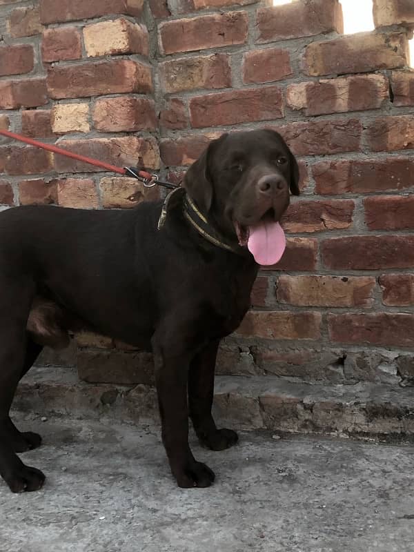 Chocolate Labrador Male 1