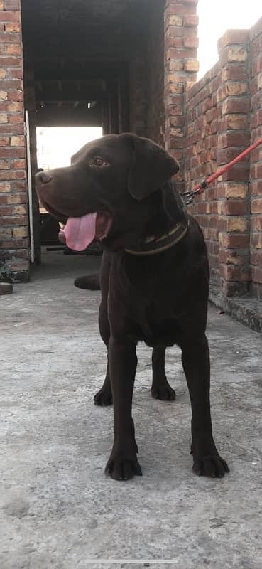 Chocolate Labrador Male 3