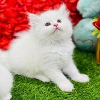 KITTENS HI KITTENS TRIPLE COATED HIGH QUALITY BREEDS HEALTHY COD 14