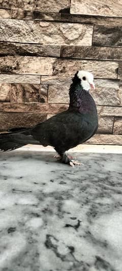 Pigeon