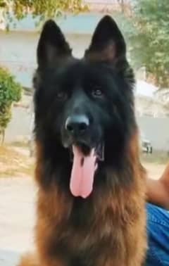 German shepherd male available for stud