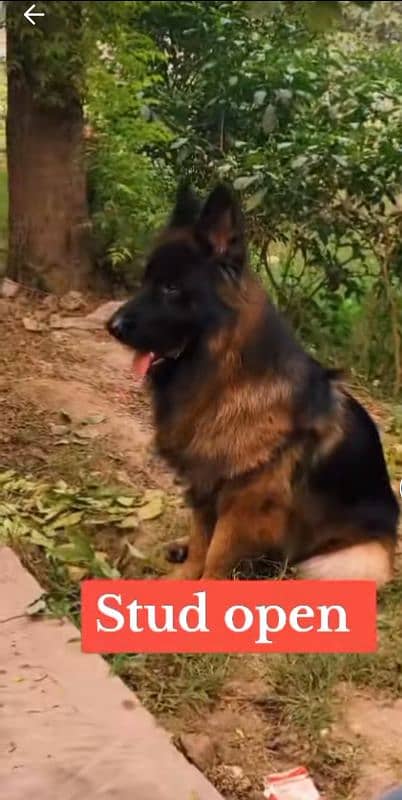 German shepherd male available for stud 2