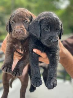 Siberian husky and Labrador puppies