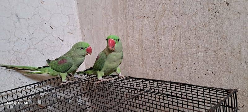 Raw parrot pair with cage 2